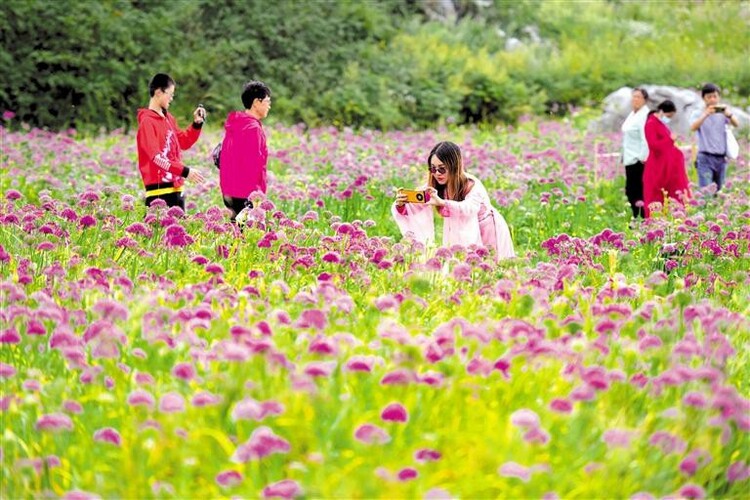 （中首）六盤水：韭菜花開醉遊人_fororder_中首3