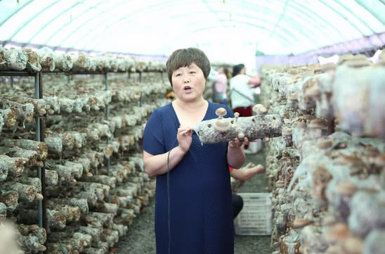 辽宁省妇联推出“种香菇”直播课 引领妇女科技致富