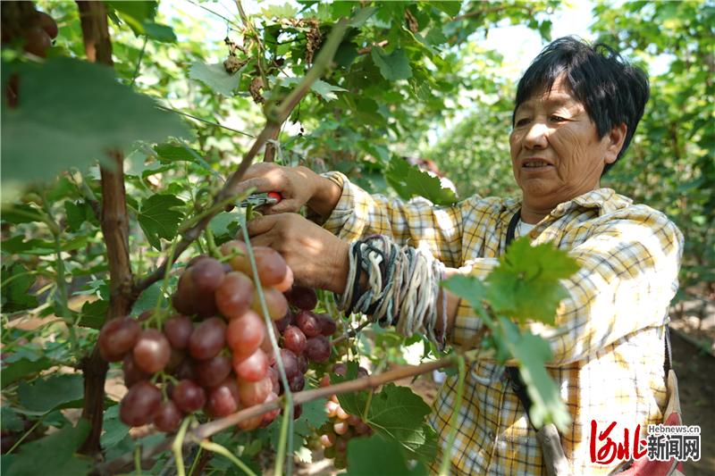 河北邢台：白露时节果飘香