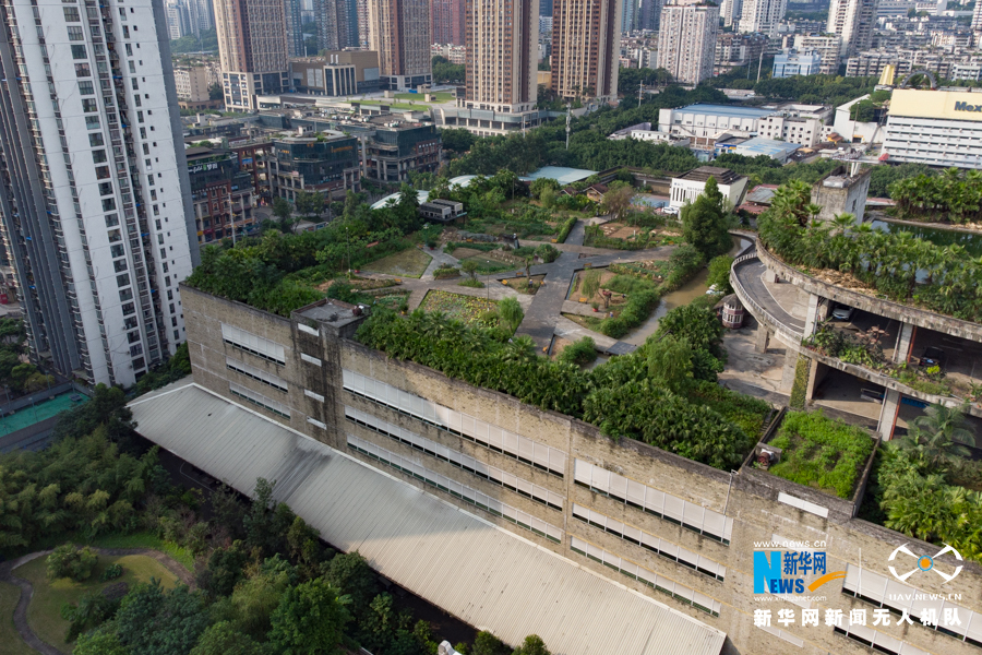 重慶樓頂“開心農場”豐收 農作物成都市景觀