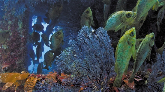 《蓝色星球2》:深入前所未见的海底世界