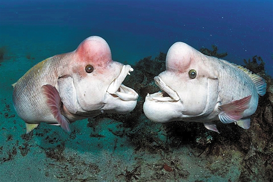 《蓝色星球2》:深入前所未见的海底世界