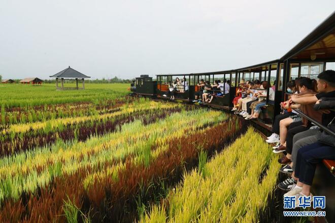 Lukisan Sawah Padi_fororder_1127768943_16291833892521n