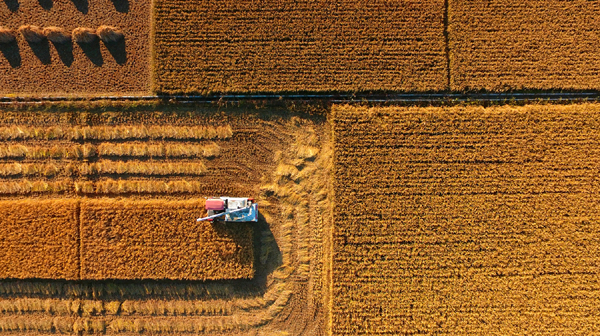 Ika-4 na Pestibal ng Pag-ani ng mga Magsasakang Tsino, dumating na; Pahiyas Festival sa Lucban, probinsyang Quezon_fororder_20210923Ani7600