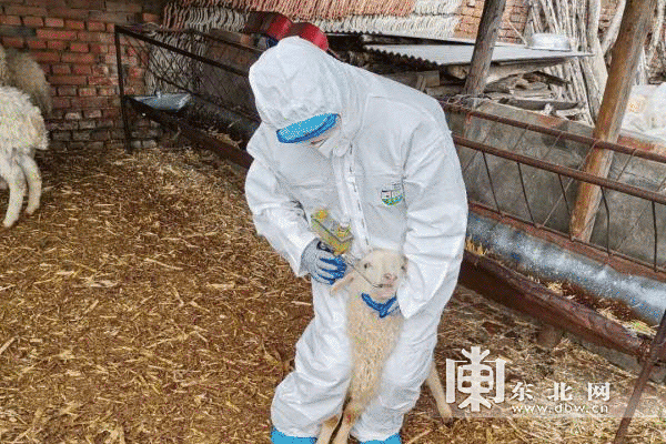 【先不發】黑龍江省春季重大動物疫病強制免疫工作順利完成