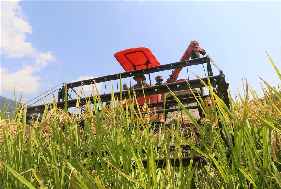 金色稻田与碧蓝天空映照溪上 福建将乐一幅丰收景象