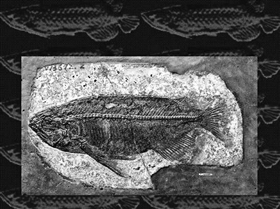 湖北發現史上最完整金龍魚化石