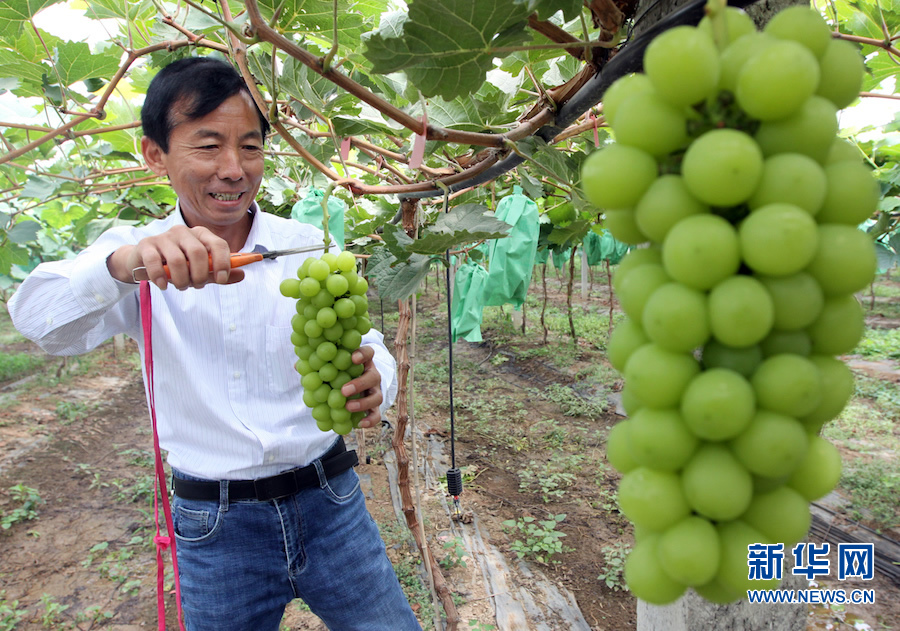 焦作博愛：葡萄園裏挂滿致富果