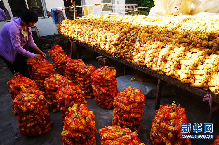 【秋收故事】河南鄢陵：秋收“金满仓”