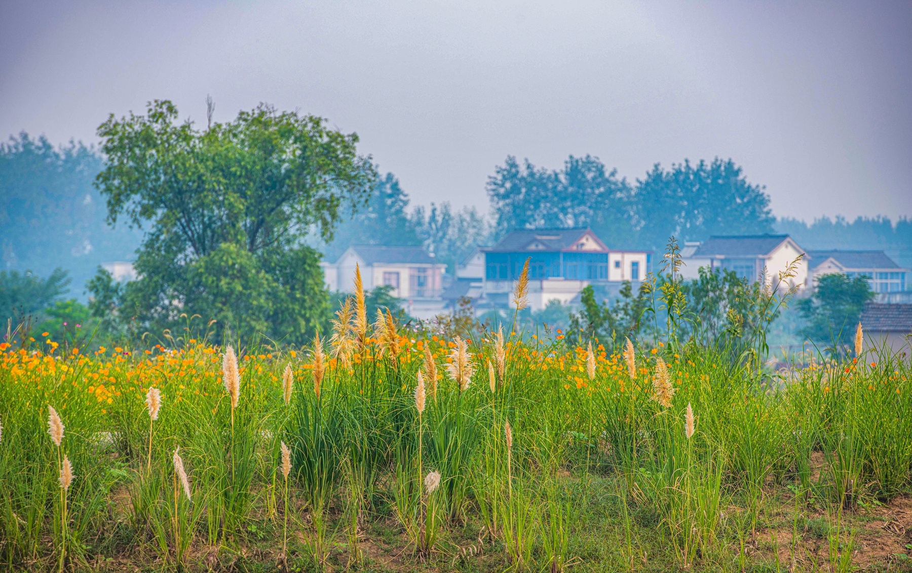 扬州北湖湿地公园：云天沧沧 秋水泱泱