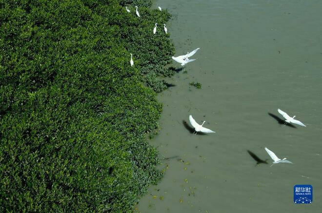 Habitat Burung Kuntul di Fuqing_fororder_22222