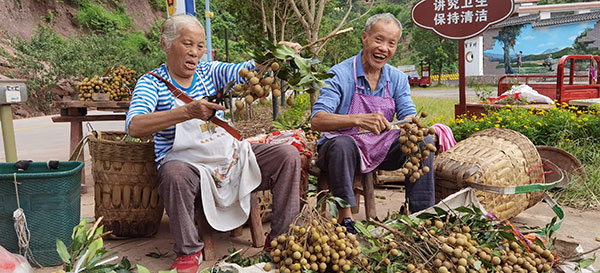 宜宾屏山县举行第七届书楼桂圆采摘节直播活动_fororder_农民喜笑颜开--摄影-高学兵