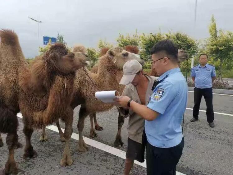 警察版沙漠骆驼图片