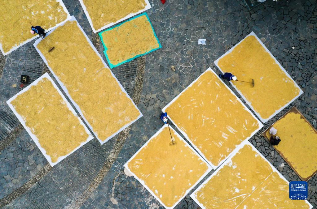 （中首）贵州镇远：报京侗寨秋色美