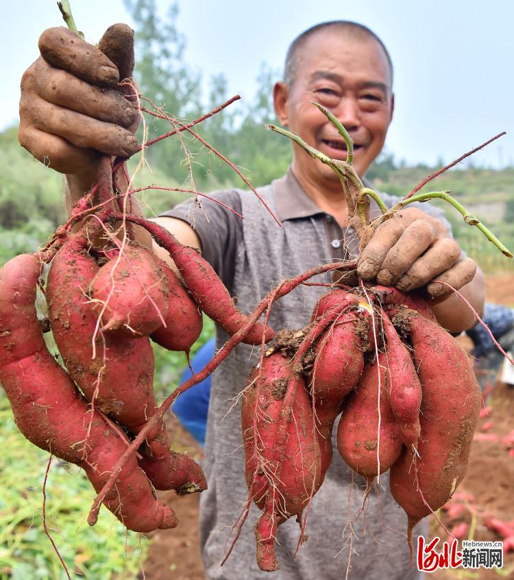 河北石家庄：金秋收获多