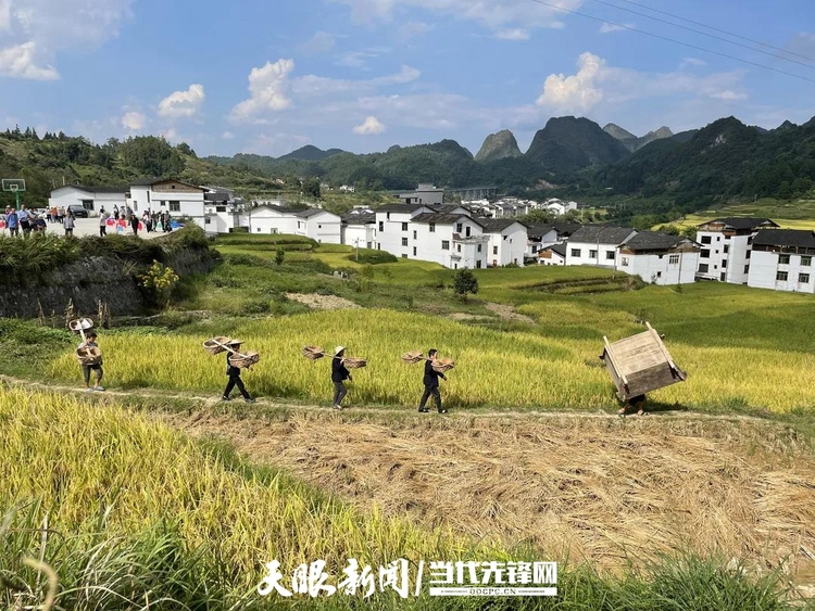 （中首）稻花香里说丰年 来黔南荔波赴一场丰收之旅