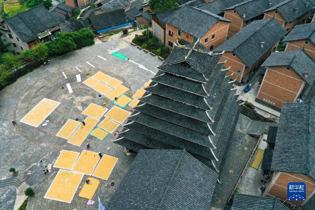 （中首）贵州镇远：报京侗寨秋色美