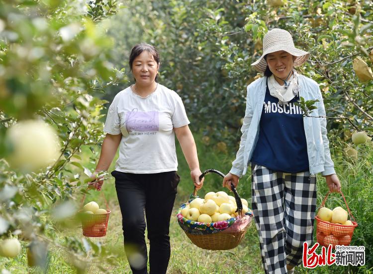 河北石家庄：金秋收获多