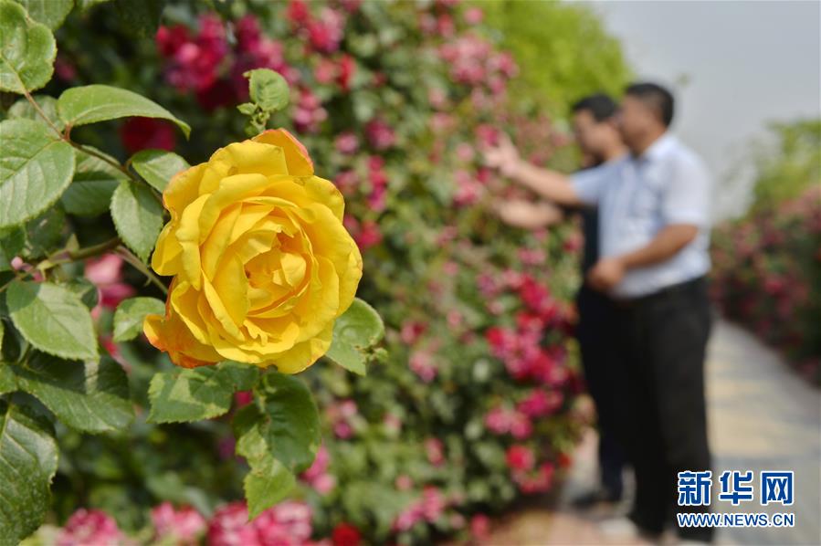 河北柏乡：“月季迷宫”引游人