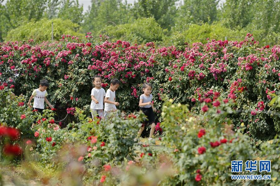 河北柏乡：“月季迷宫”引游人