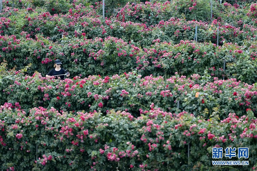 河北柏乡：“月季迷宫”引游人