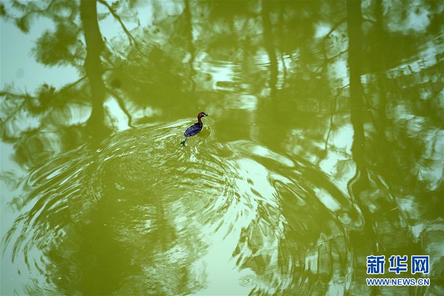 安徽亳州打造“皖北江南”