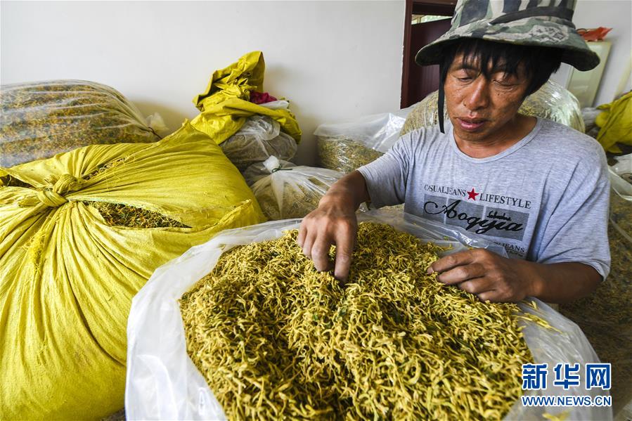 河北武邑：金银花开“金银”来