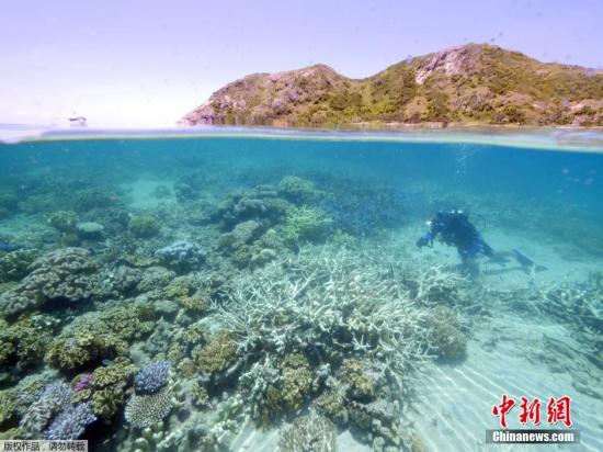澳大堡礁珊瑚白化严重 环保组织吁遏止全球变暖