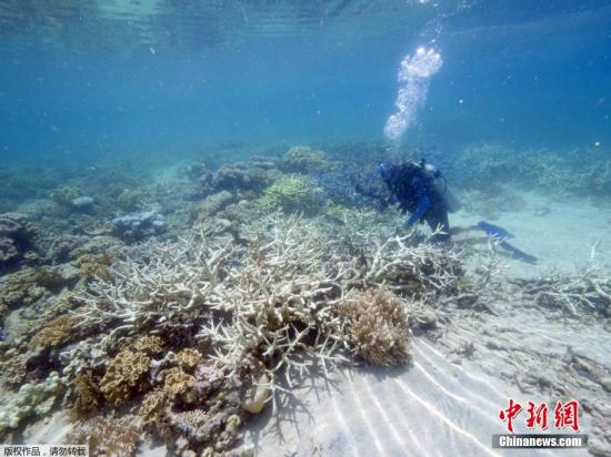 澳大堡礁珊瑚白化严重 环保组织吁遏止全球变暖