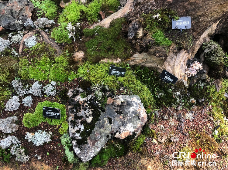 “植物王国”彩云之南——多彩昆明植物园_fororder_image_202109132031