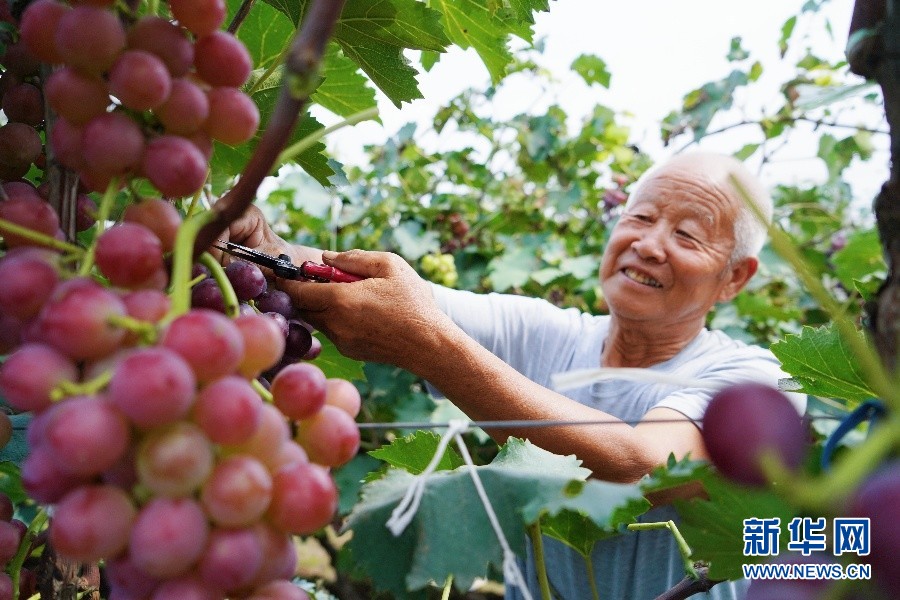 保定望都：瓜果喜豐收 果農笑開顏