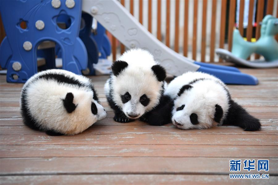 秦嶺腳下的熊貓樂園
