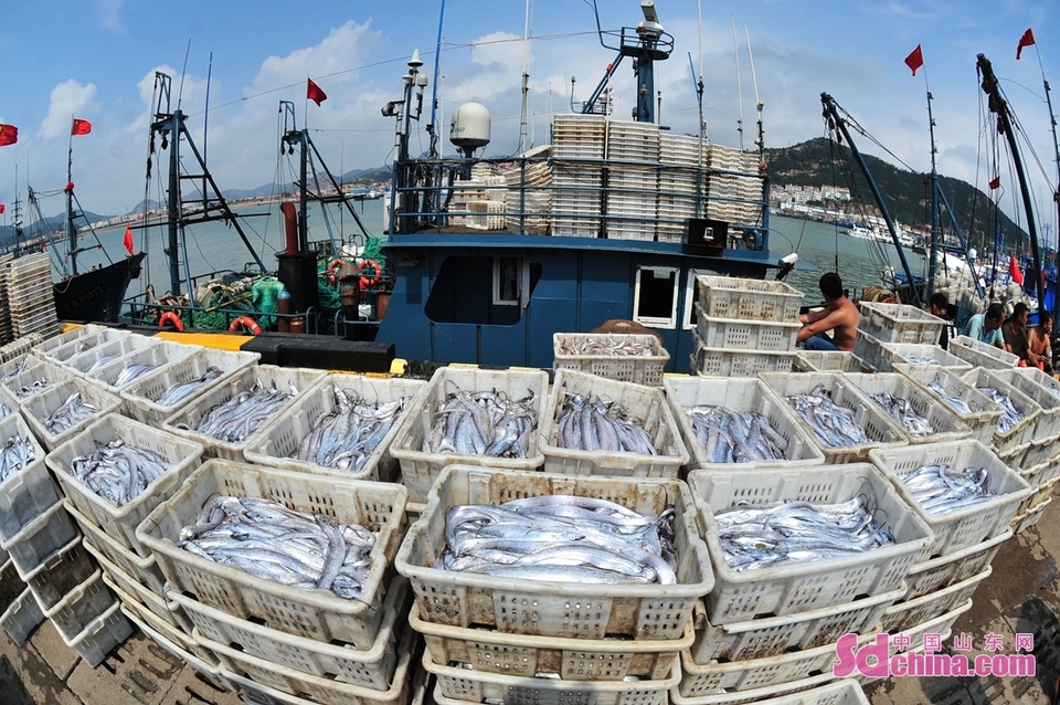青岛：开渔时节喜丰收_fororder_1