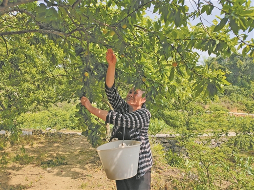 河池羅城縣：種果結合林下養殖實現增收
