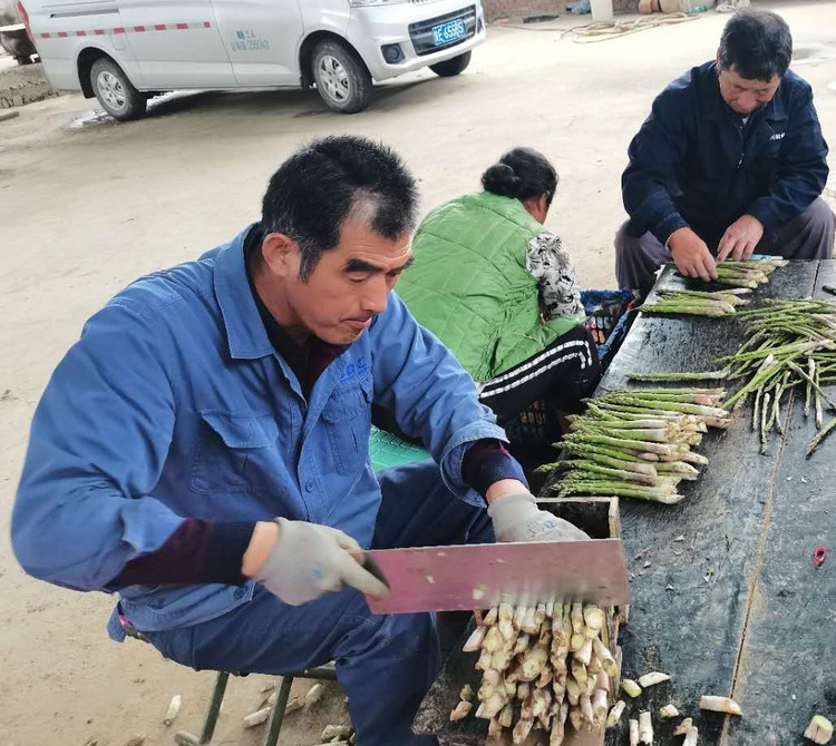 【中首  渭南】華州區：小蘆筍成脫貧致富“香餑餑”
