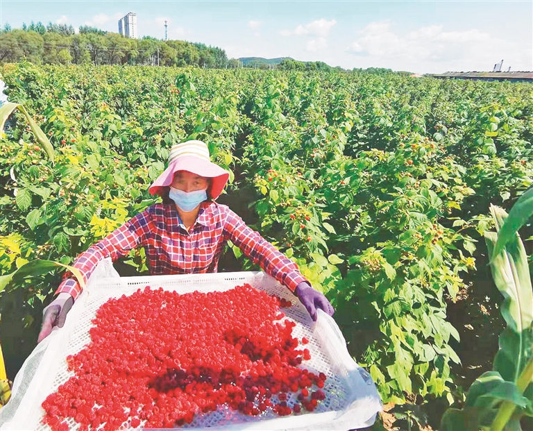 尚志市萬畝紅樹莓産值破億 四十年培育壯大由“酸”到“甜”