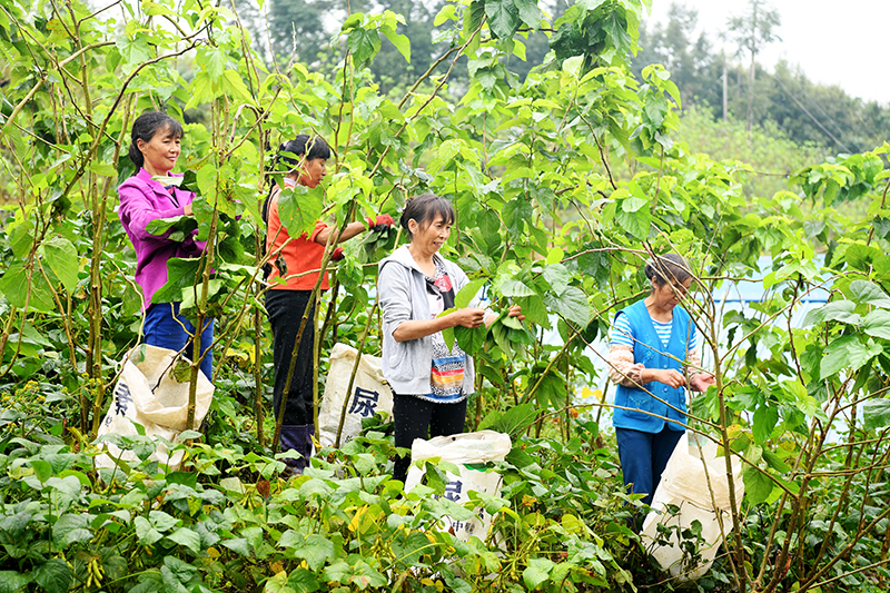 广元朝天区：“破茧成蝶” 蚕桑产业铺就乡村振兴“新丝路”_fororder_村民采摘桑叶。刘旭-摄-(2)