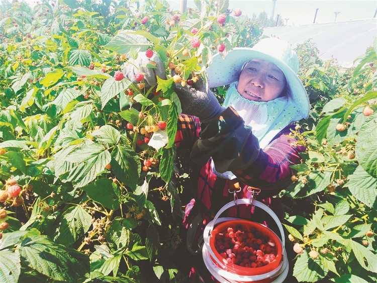 尚志市万亩红树莓产值破亿 四十年培育壮大由“酸”到“甜”