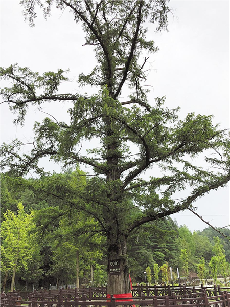 对82万多株古树层层筛选 湖北有了“十大最美古树”_fororder_01