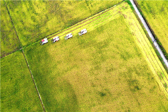 眉山仁寿：创新“土地托管”新模式 促农增收有效益_fororder_大片的农田 供图 仁寿县委宣传部