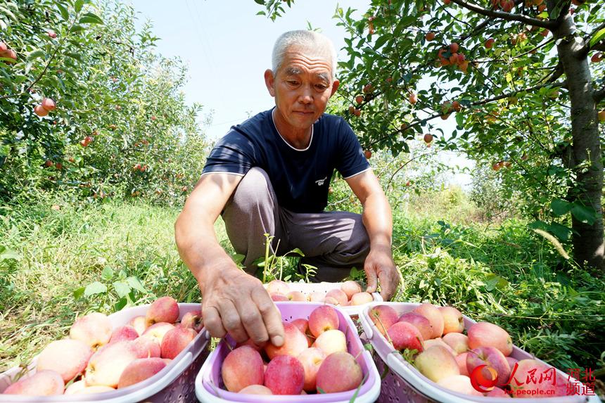 河北巨鹿：特色种植助农增收