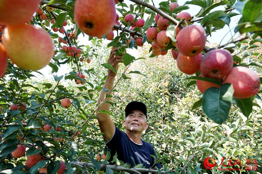 河北巨鹿：特色種植助農增收