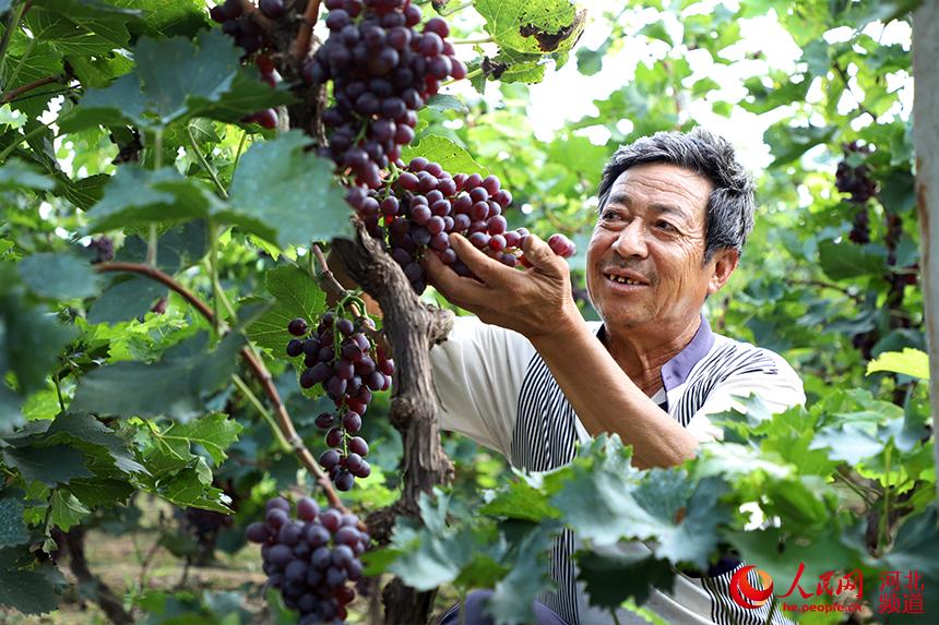 河北青縣：董家圈村小葡萄串起鄉村振興大夢想