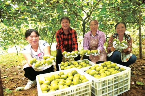 一顆“紅心”産銷兩旺的背後 ——“中國野生獼猴桃之鄉”貴州六盤水獼猴桃産業高品質發展觀察