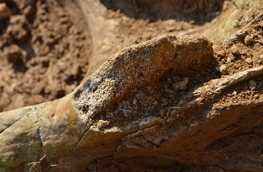 河南首次发现保存较完整的大象盆骨化石 距今约200万年