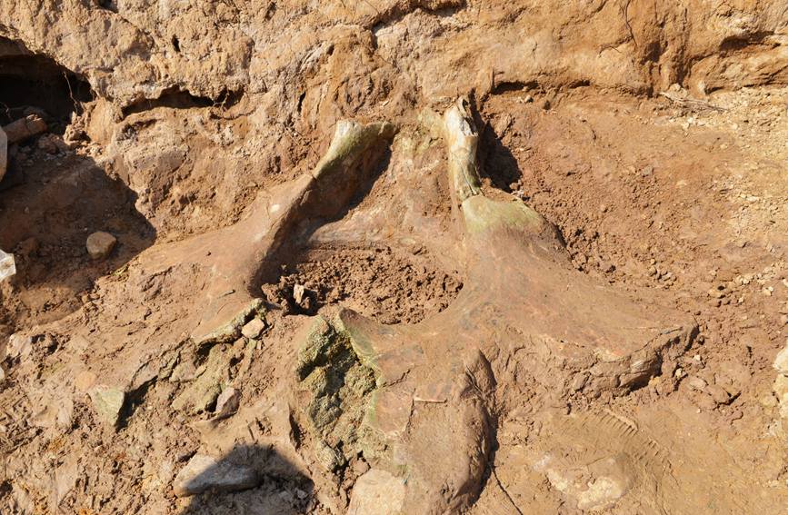 河南首次发现保存较完整的大象盆骨化石 距今约200万年