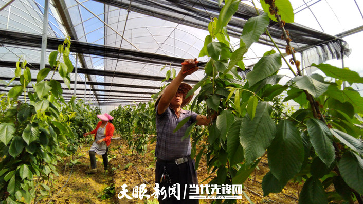 六枝特区大用农业园区：一波三折终有成 1.8万亩车厘子破茧成蝶迎来发展春天