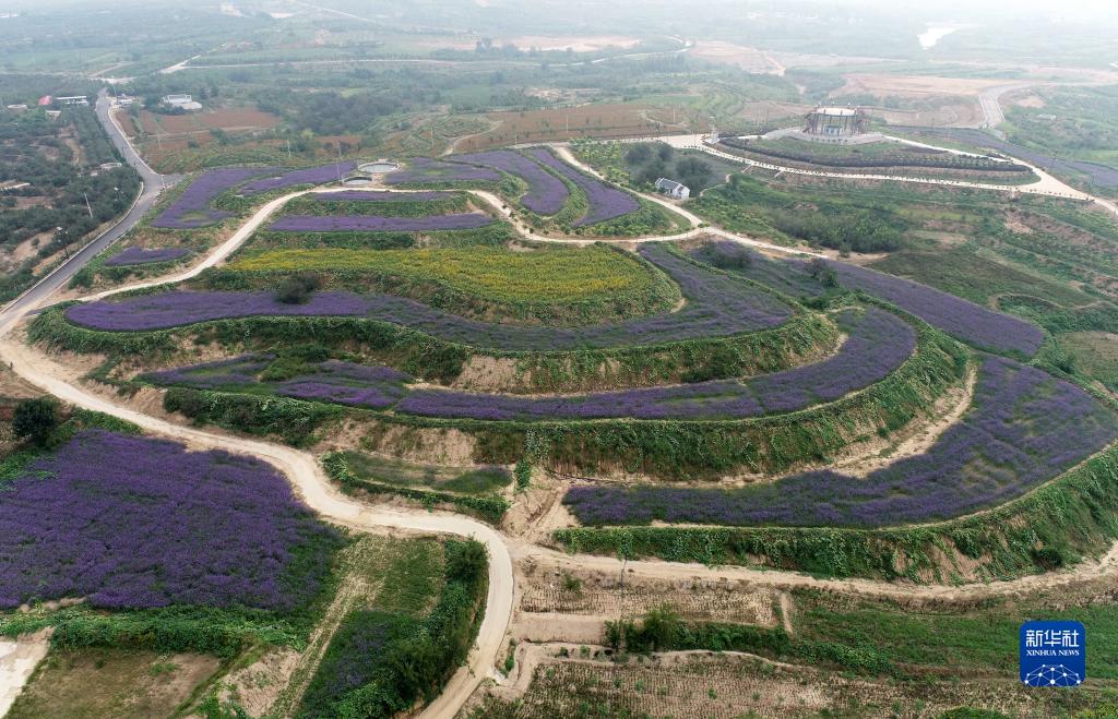 河北內丘：荒地變花海 鋪就致富路