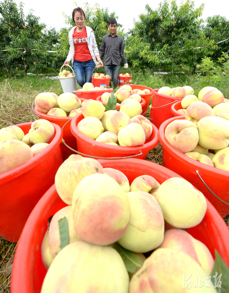 河北曲阳：丰收季 果农喜