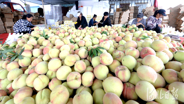河北曲阳：丰收季 果农喜
